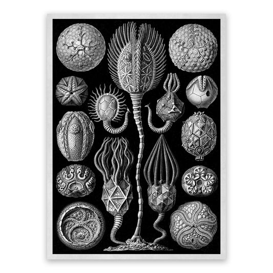 Cystoid Marine Fossil Print: Ernst Haeckel Black & White Art NH80
