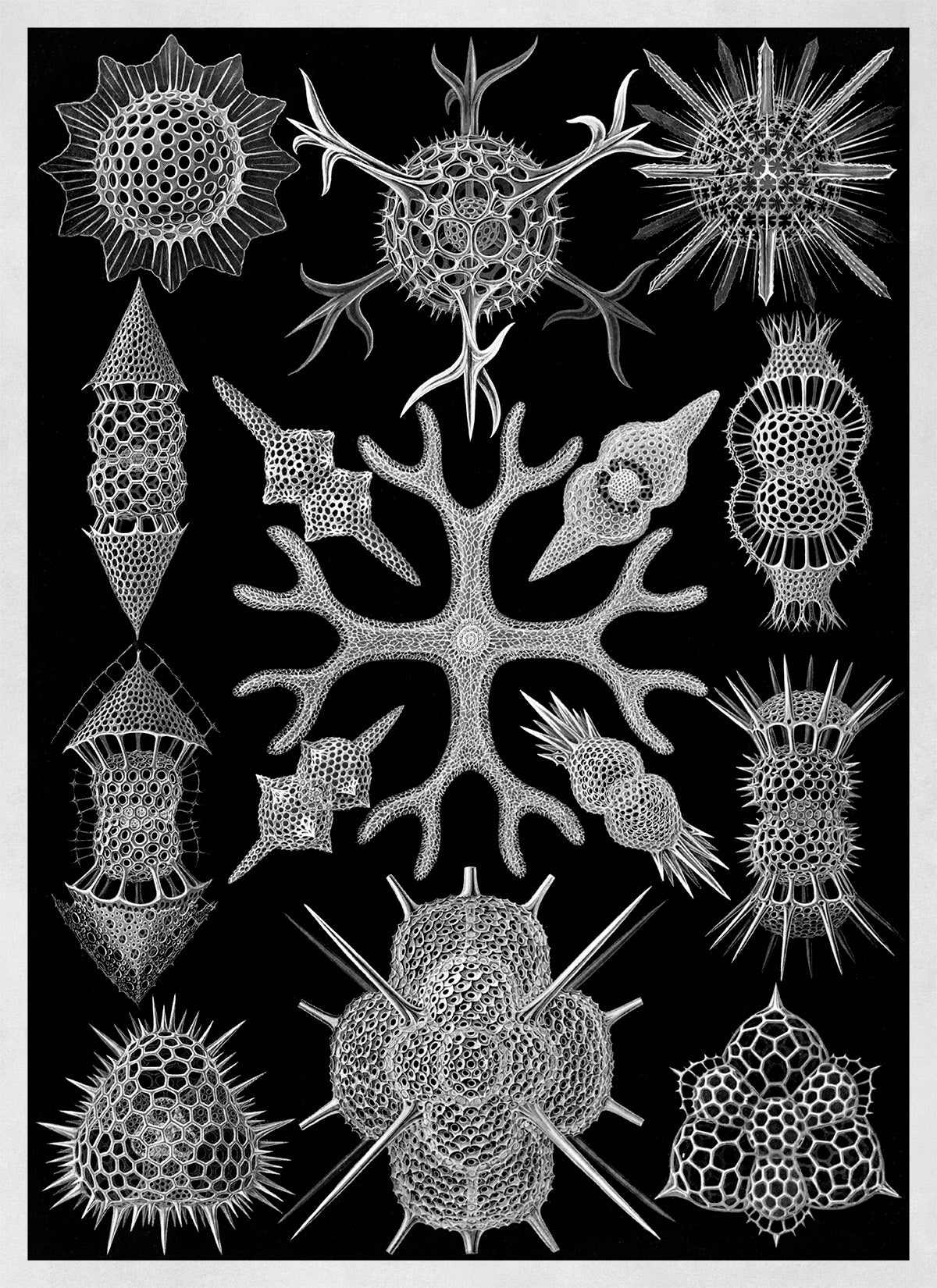 Spumellaria Marine Life Print: Ernst Haeckel Black & White Art NH81