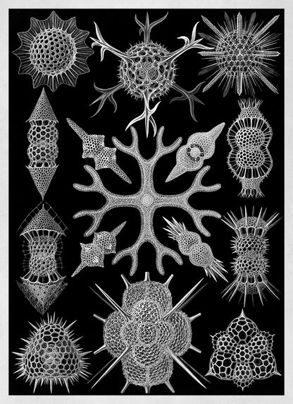 Spumellaria Marine Life Print: Ernst Haeckel Black & White Art NH81