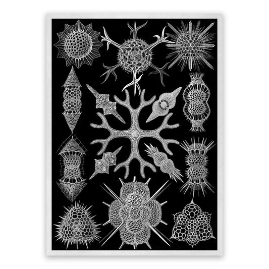 Spumellaria Marine Life Print: Ernst Haeckel Black & White Art NH81