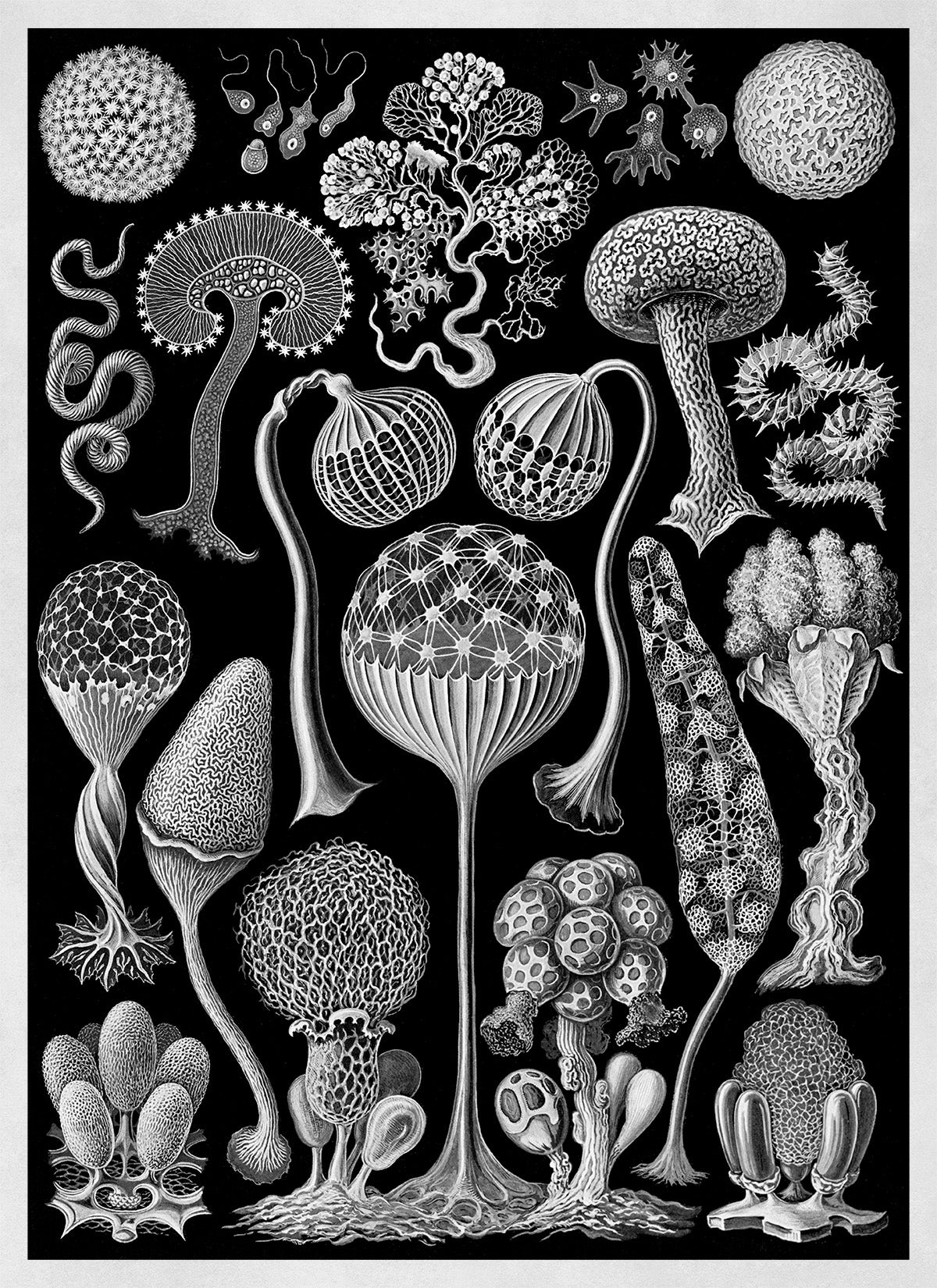 Mycetozoa Slime Mold Biology Print: Ernst Haeckel Black & White Art NH82