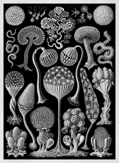 Mycetozoa Slime Mold Biology Print: Ernst Haeckel Black & White Art NH82