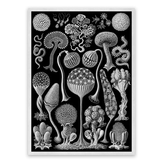 Mycetozoa Slime Mold Biology Print: Ernst Haeckel Black & White Art NH82