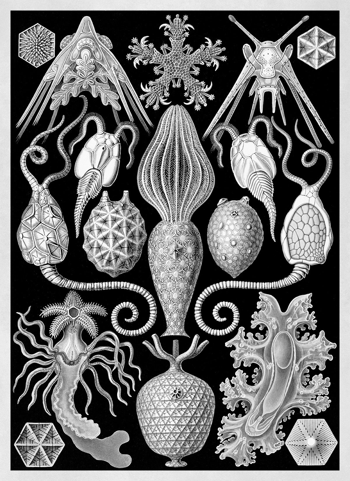 Seapills Isopods Marine Life Print: Ernst Haeckel Black & White Art NH83