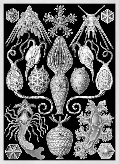 Seapills Isopods Marine Life Print: Ernst Haeckel Black & White Art NH83