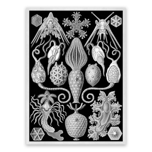 Seapills Isopods Marine Life Print: Ernst Haeckel Black & White Art NH83