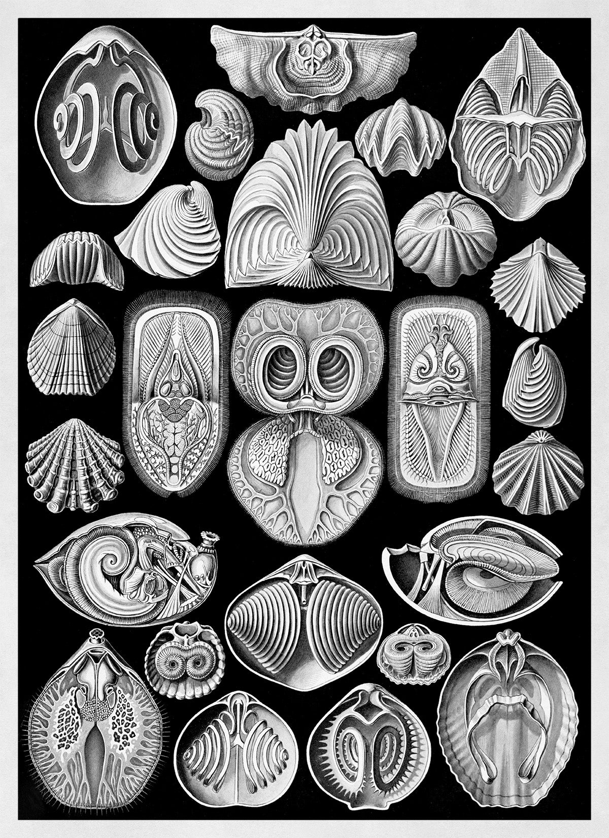 Spirobranchus Marine Life Print: Ernst Haeckel Black & White Art NH84