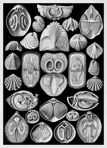 Spirobranchus Marine Life Print: Ernst Haeckel Black & White Art NH84