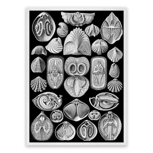 Spirobranchus Marine Life Print: Ernst Haeckel Black & White Art NH84