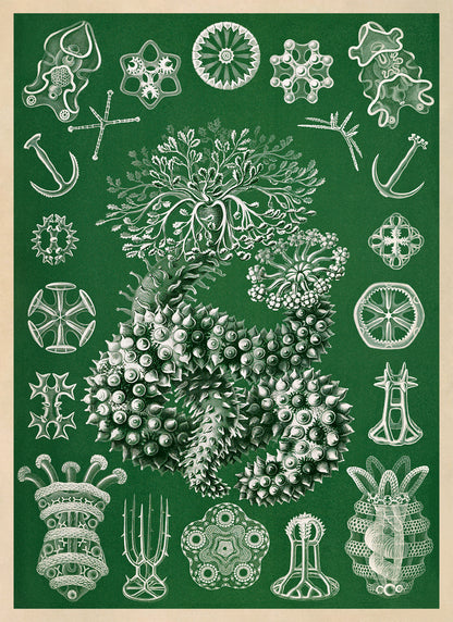 Sea Cucumber Print: Ernst Haeckel Marine Life Art NH85