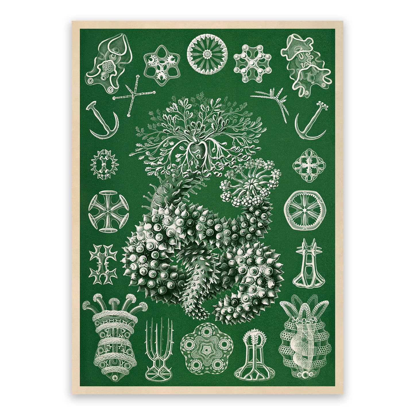 Sea Cucumber Print: Ernst Haeckel Marine Life Art NH85