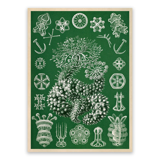 Sea Cucumber Print: Ernst Haeckel Marine Life Art NH85