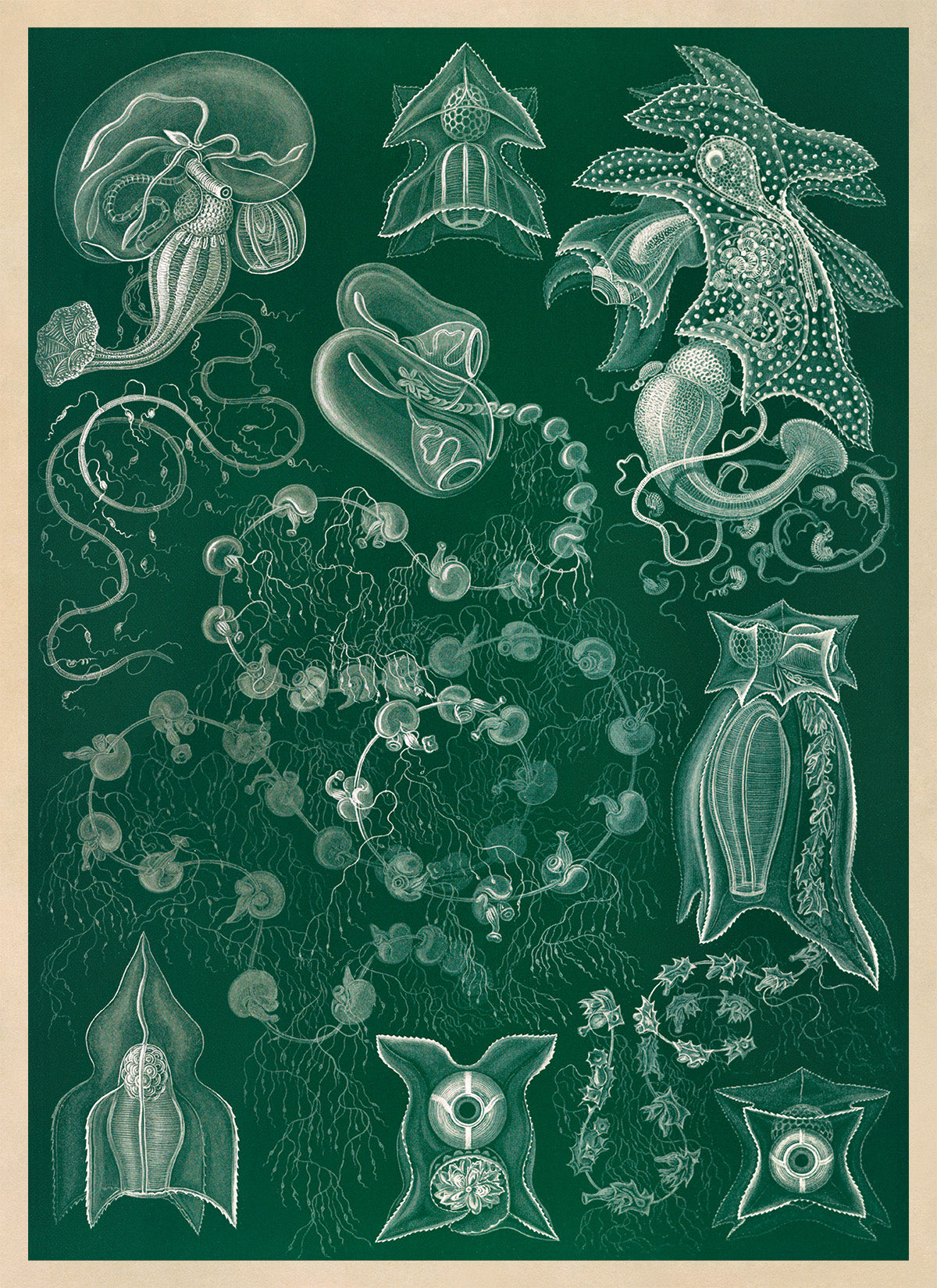 Siphonophores Marine Organism Print: Ernst Haeckel Oceanography Art NH86