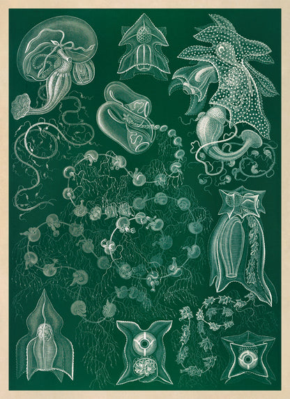 Siphonophores Marine Organism Print: Ernst Haeckel Oceanography Art NH86