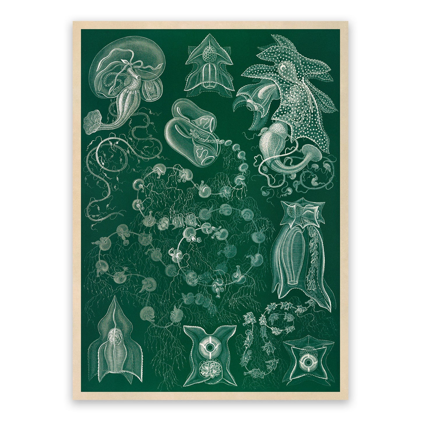 Siphonophores Marine Organism Print: Ernst Haeckel Oceanography Art NH86