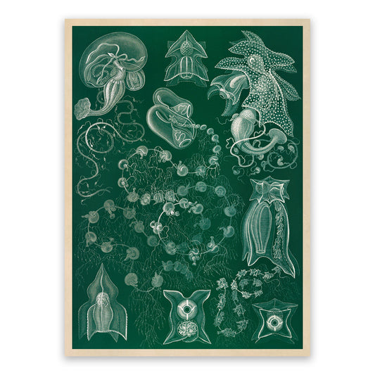 Siphonophores Marine Organism Print: Ernst Haeckel Oceanography Art NH86