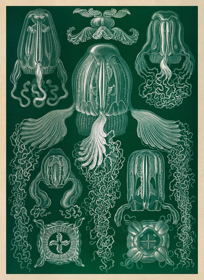 Box Jellyfish Species Print: Ernst Haeckel Oceanography Art NH87