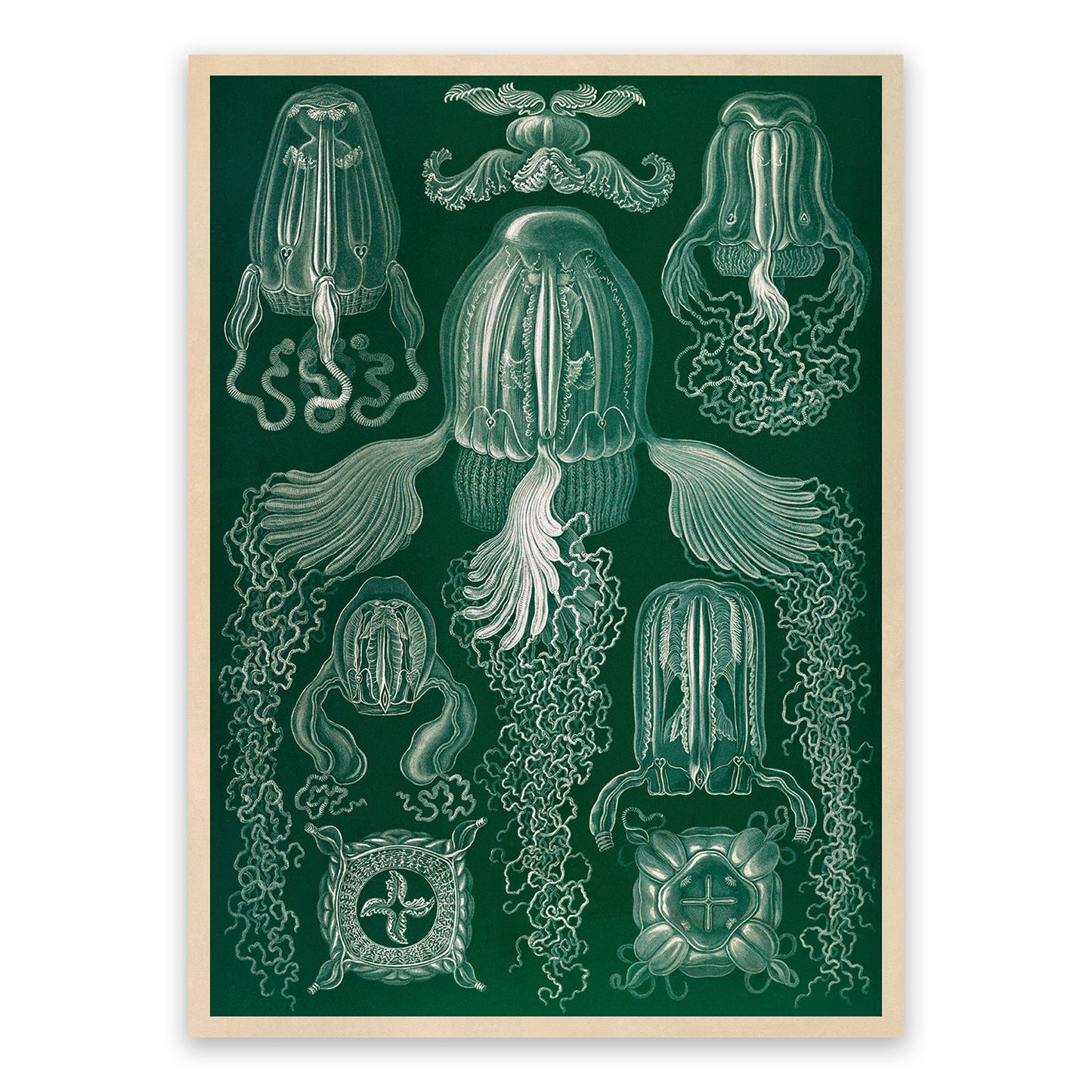 Box Jellyfish Species Print: Ernst Haeckel Oceanography Art NH87