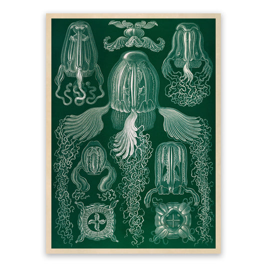Box Jellyfish Species Print: Ernst Haeckel Oceanography Art NH87