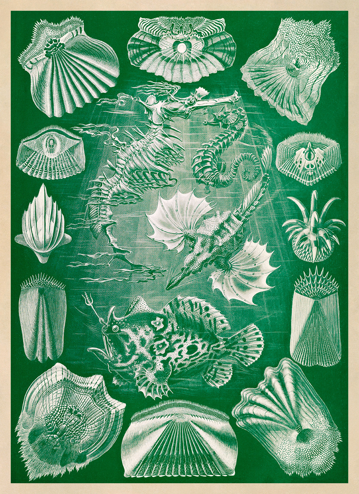 Teleost Ray Finned Fish Print: Ernst Haeckel Oceanography Art NH88