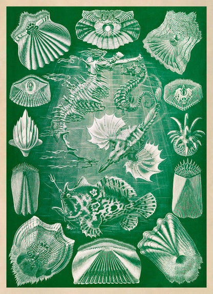 Teleost Ray Finned Fish Print: Ernst Haeckel Oceanography Art NH88