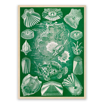 Teleost Ray Finned Fish Print: Ernst Haeckel Oceanography Art NH88