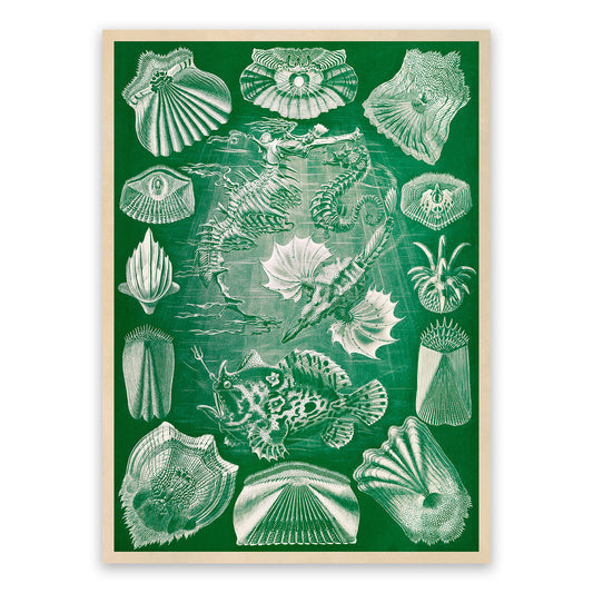 Teleost Ray Finned Fish Print: Ernst Haeckel Oceanography Art NH88