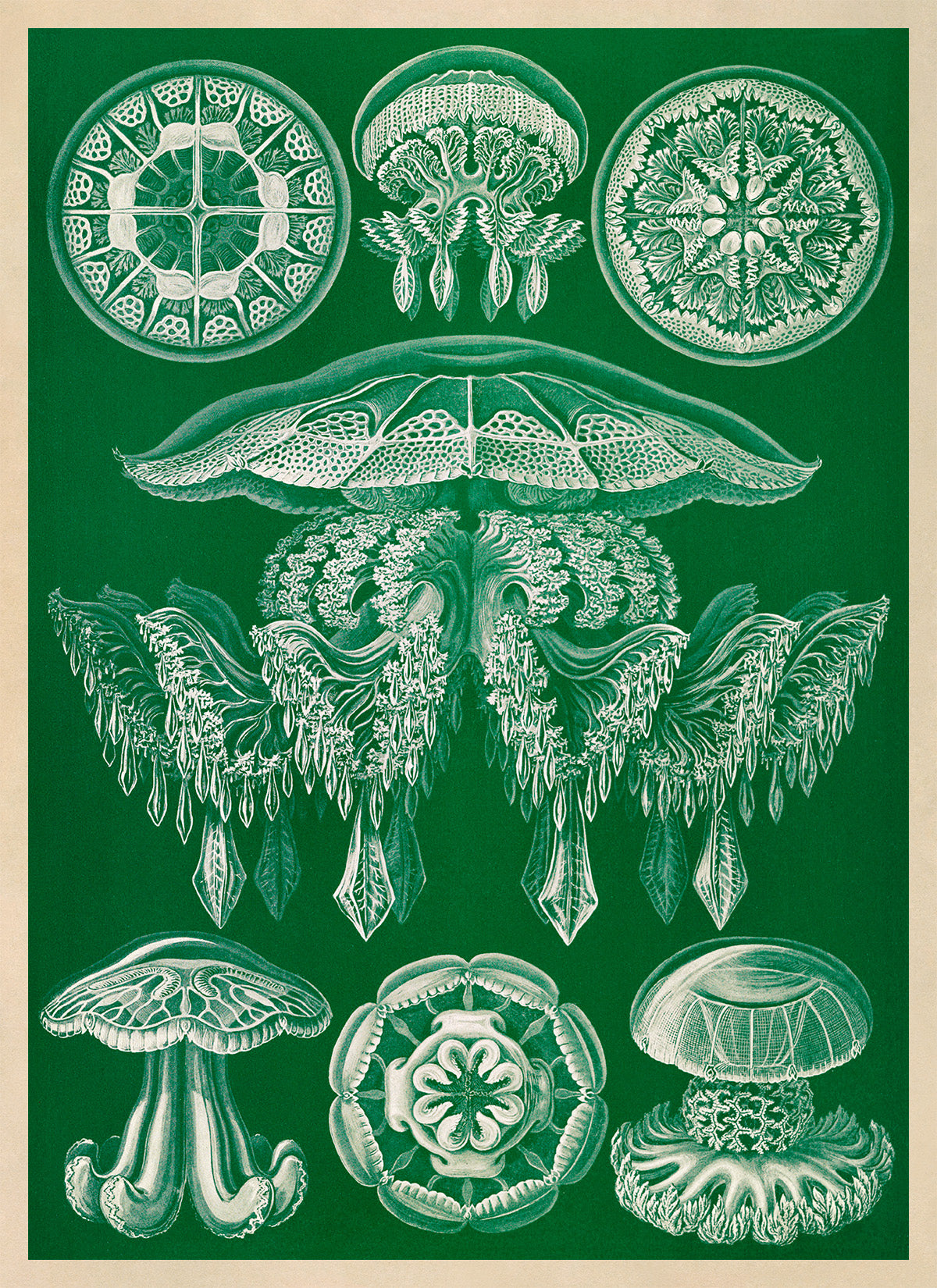 Jellyfish Species Print: Vintage Ernst Haeckel Marine Life Art NH89