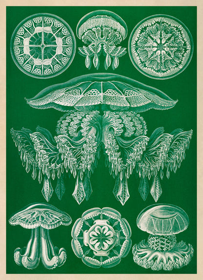 Jellyfish Species Print: Vintage Ernst Haeckel Marine Life Art NH89