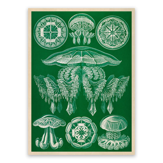 Jellyfish Species Print: Vintage Ernst Haeckel Marine Life Art NH89