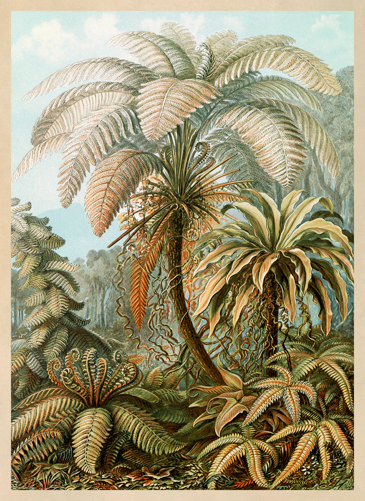 Ernst Haeckel Fern Species Print: Botanical Plant Life Art NH90