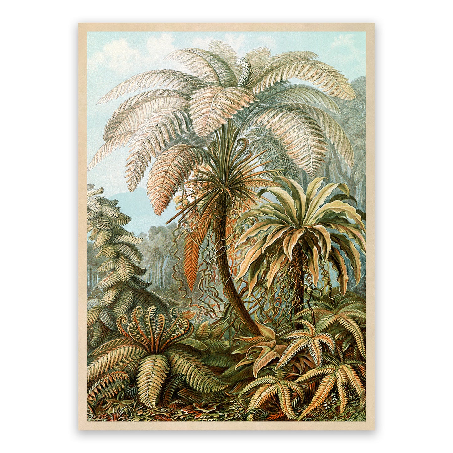 Ernst Haeckel Fern Species Print: Botanical Plant Life Art NH90