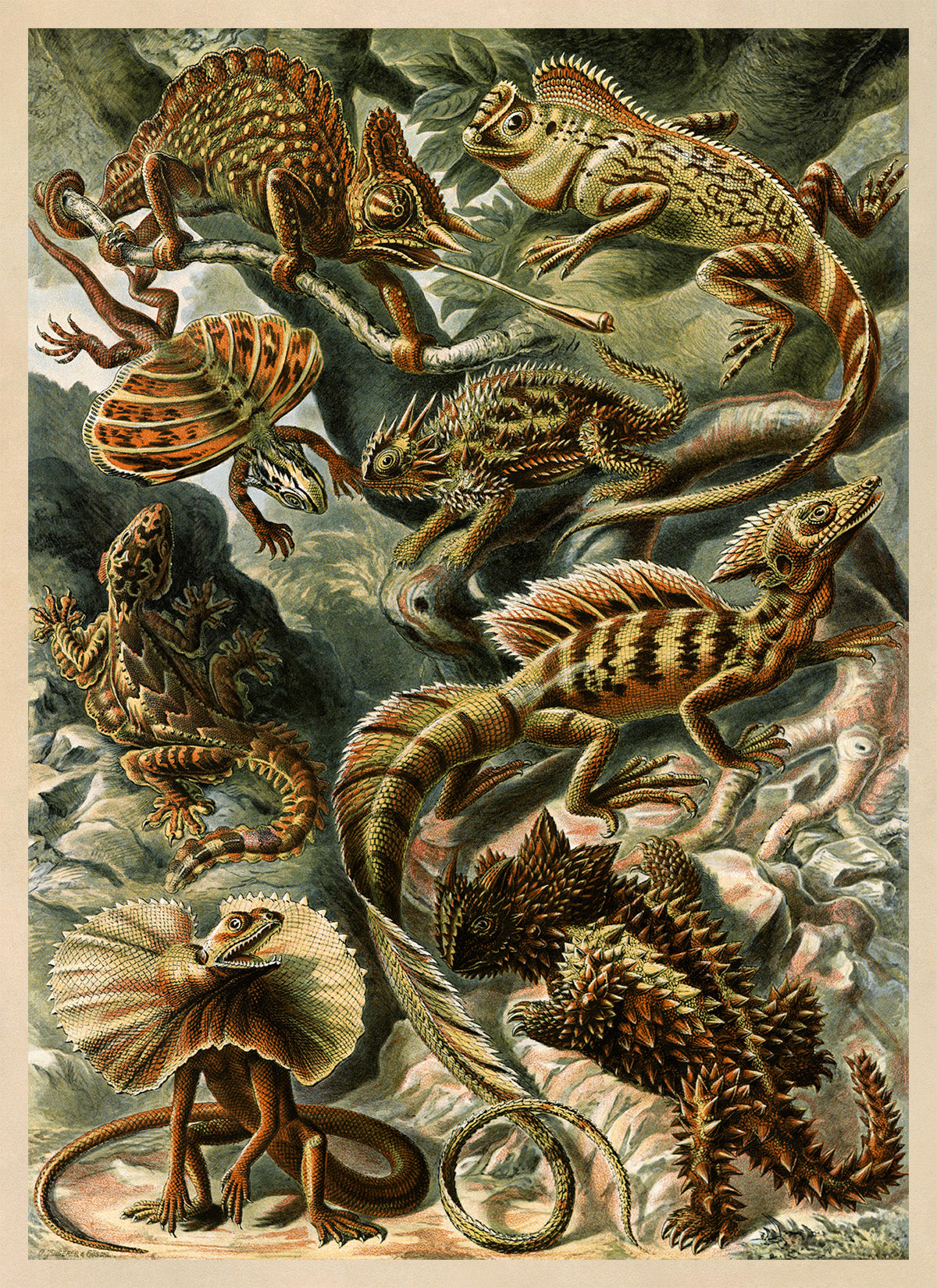 Ernst Haeckel Lizard Species Print: Vintage Reptile Wall Art NH91