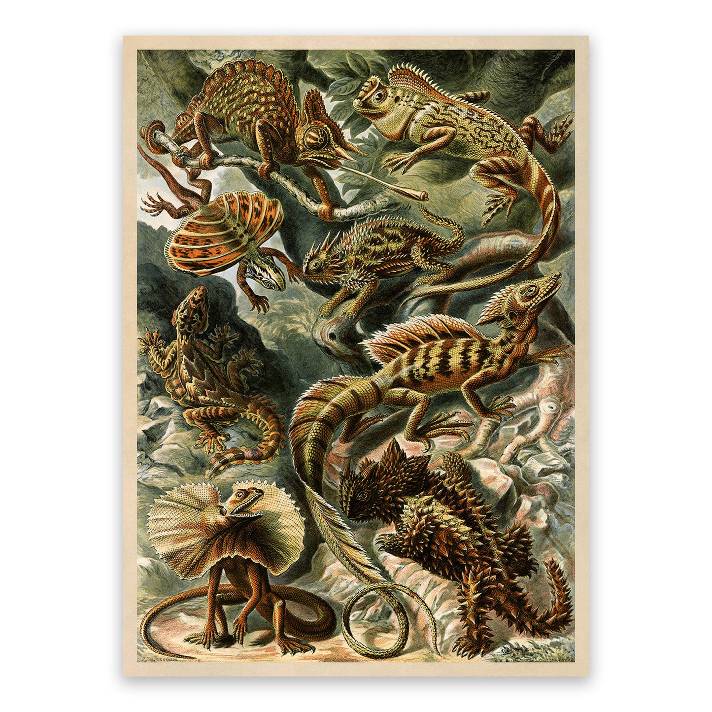Ernst Haeckel Lizard Species Print: Vintage Reptile Wall Art NH91