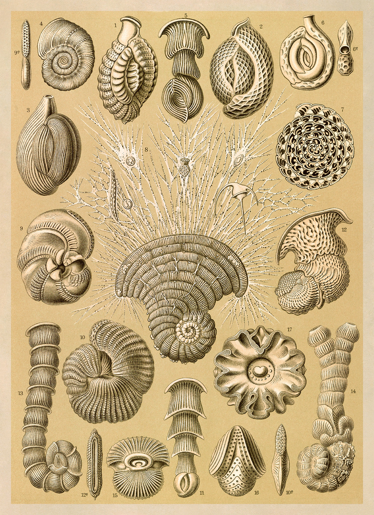 Forams Single Cell Organism Print: Ernst Haeckel Microbiology Art NH92