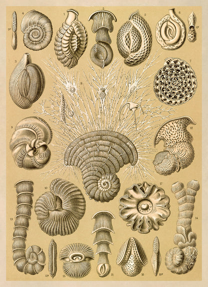 Forams Single Cell Organism Print: Ernst Haeckel Microbiology Art NH92