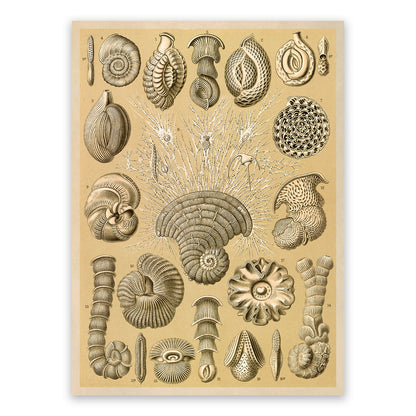 Forams Single Cell Organism Print: Ernst Haeckel Microbiology Art NH92