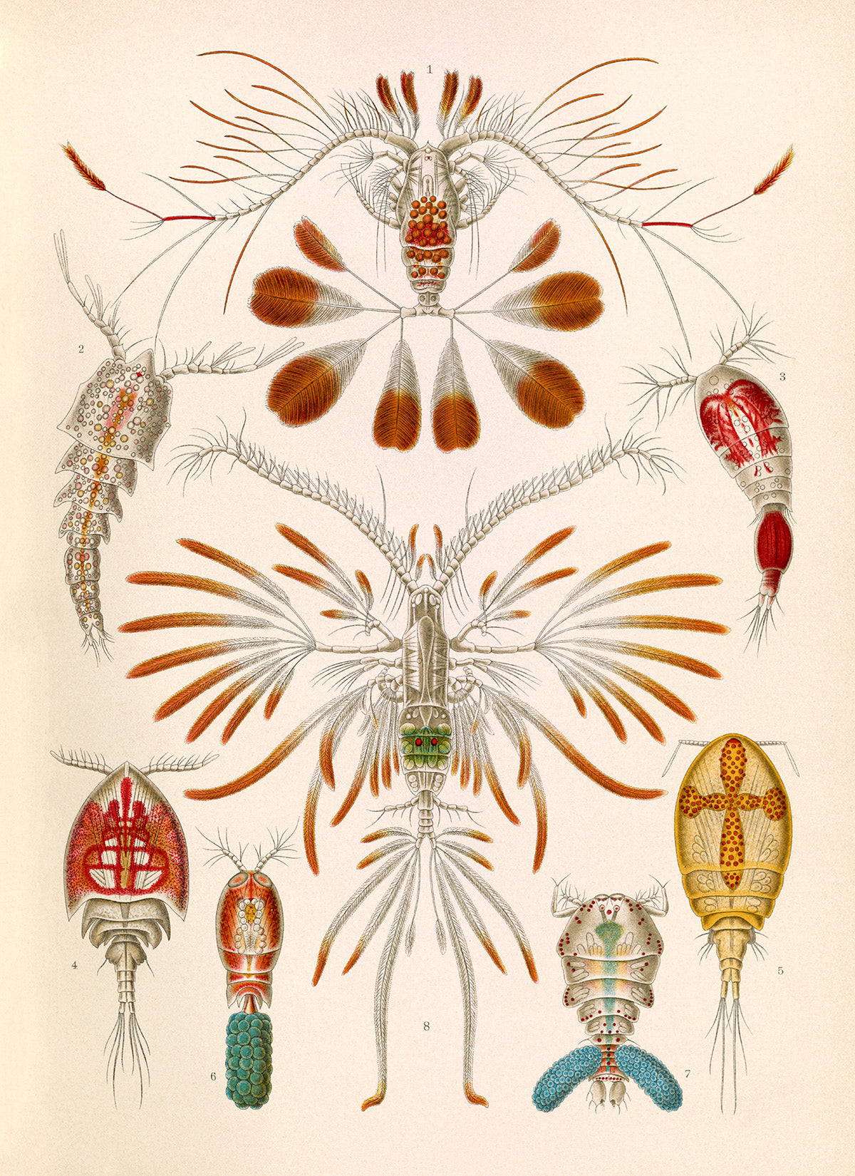 Copepod Crustaceans Print: Ernst Haeckel Marine Life Art NH93