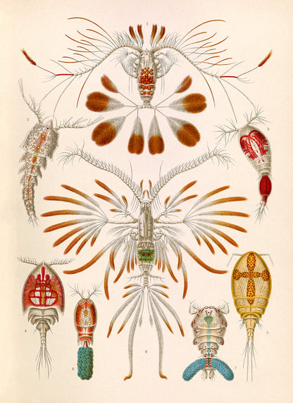 Copepod Crustaceans Print: Ernst Haeckel Marine Life Art NH93
