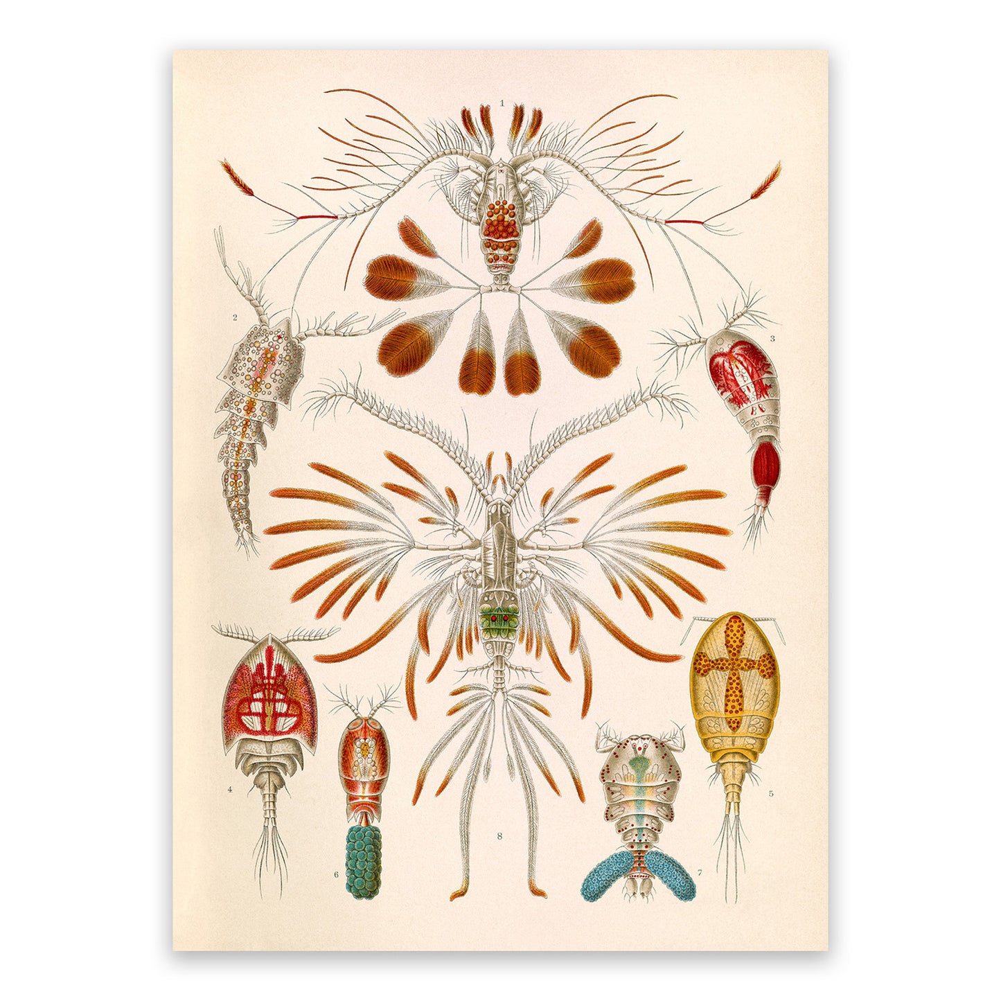 Copepod Crustaceans Print: Ernst Haeckel Marine Life Art NH93