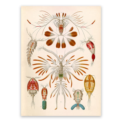 Copepod Crustaceans Print: Ernst Haeckel Marine Life Art NH93