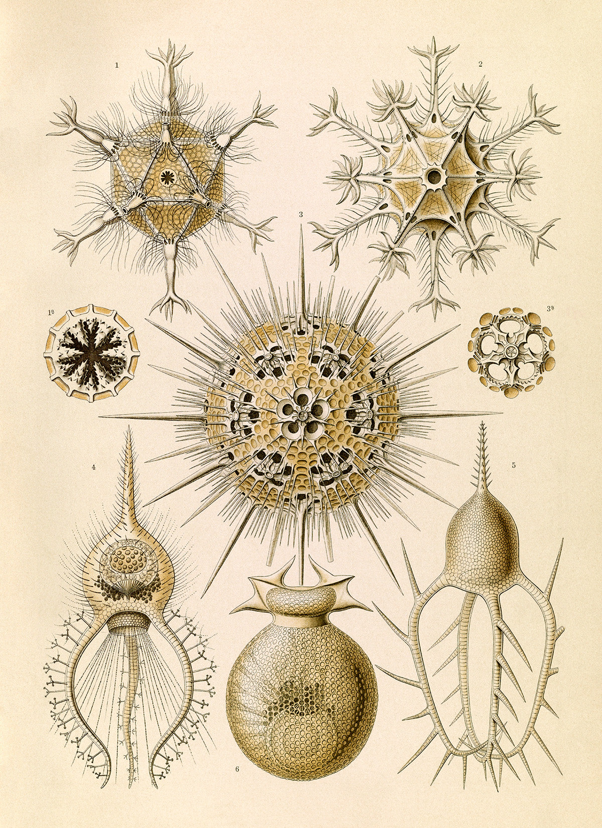 Phaeodarea Ameba Print: Ernst Haeckel Microbiology Sea Life Art NH94