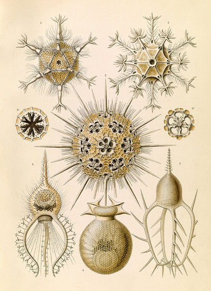 Phaeodarea Ameba Print: Ernst Haeckel Microbiology Sea Life Art NH94
