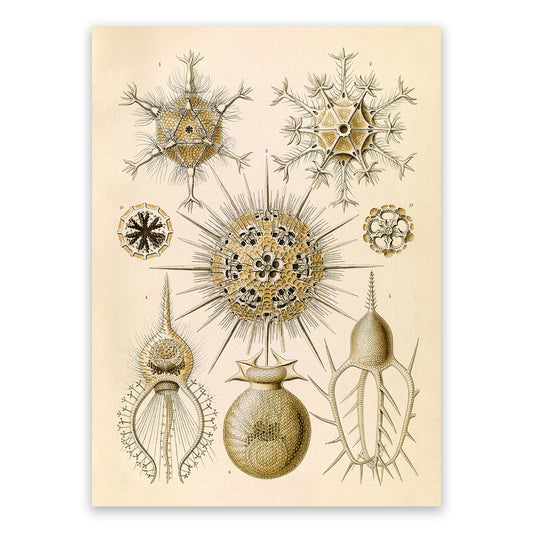 Phaeodarea Ameba Print: Ernst Haeckel Microbiology Sea Life Art NH94