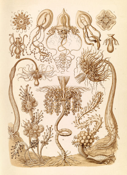 Tubularia Hydroid Print: Ernst Haeckel Microbiology Sea Life Art NH95
