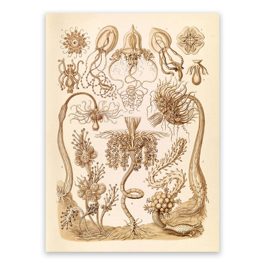 Tubularia Hydroid Print: Ernst Haeckel Microbiology Sea Life Art NH95