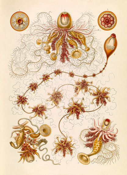 Siphonophores Marine Life Print: Ernst Haeckel Oceanography Art NH96