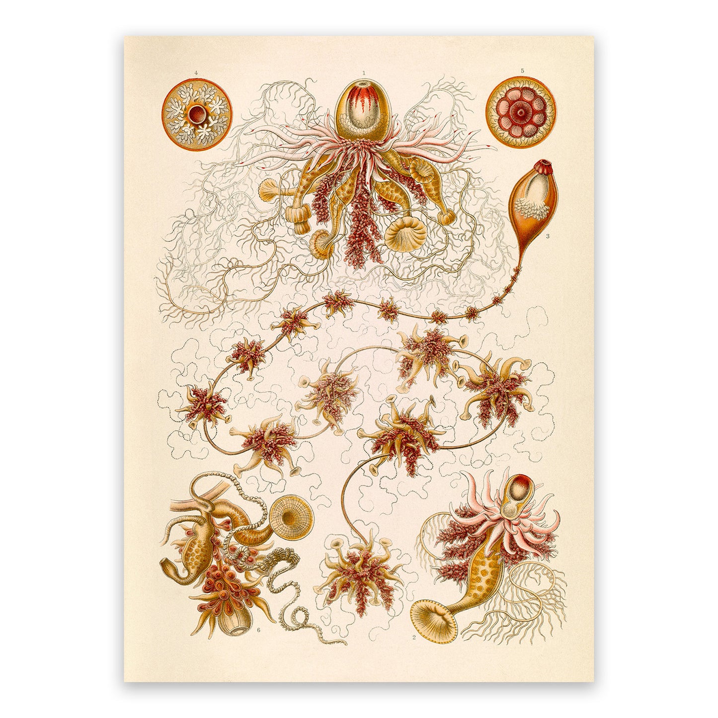 Siphonophores Marine Life Print: Ernst Haeckel Oceanography Art NH96