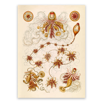 Siphonophores Marine Life Print: Ernst Haeckel Oceanography Art NH96