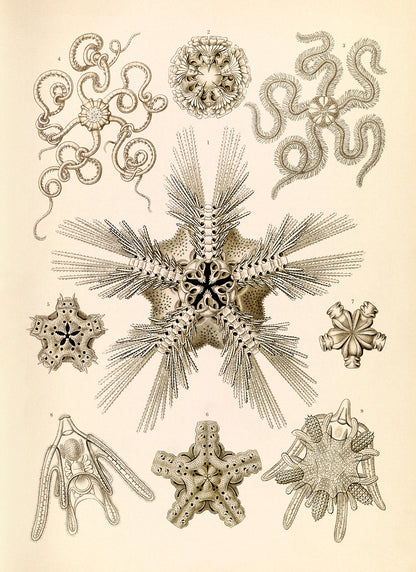 Brittle Star Species Print: Ernst Haeckel Oceanography Art NH97
